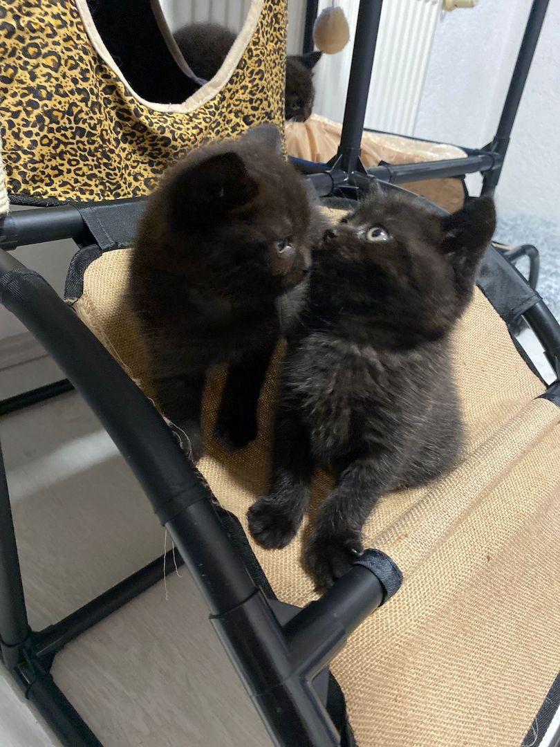 4 BKH Mix Kitten suchen neues Zuhause