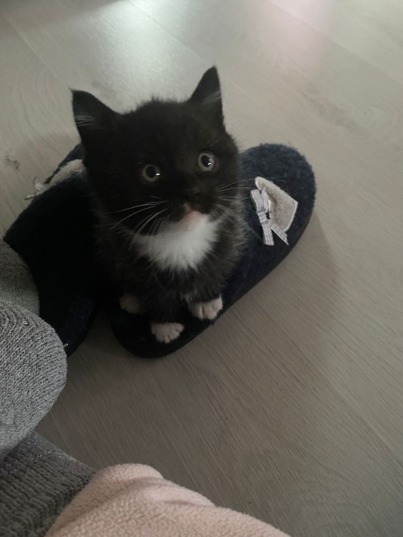 4 BKH Mix Kitten suchen neues Zuhause