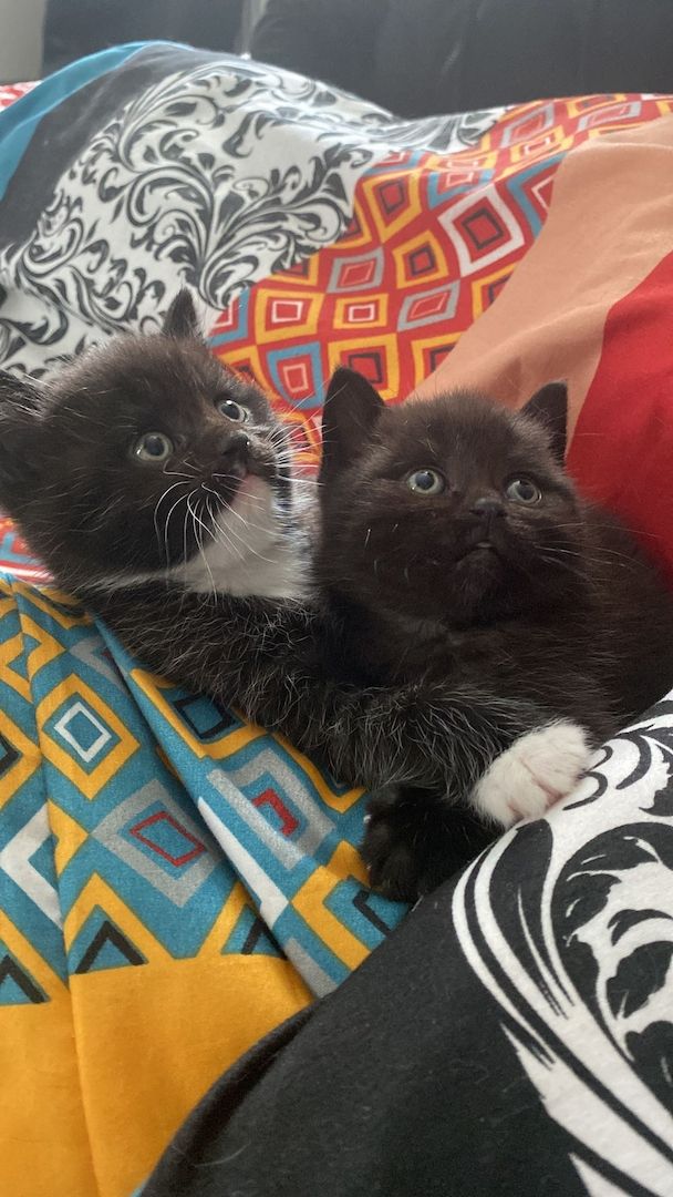 4 BKH Mix Kitten suchen neues Zuhause