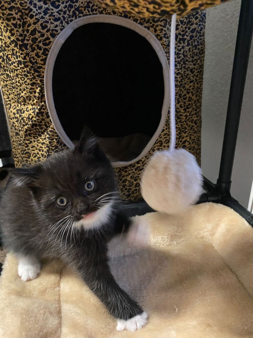 4 BKH Mix Kitten suchen neues Zuhause