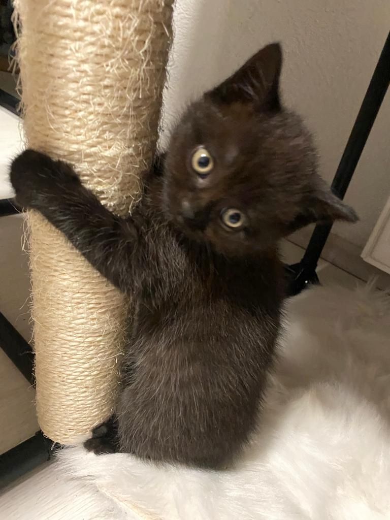 4 BKH Mix Kitten suchen neues Zuhause