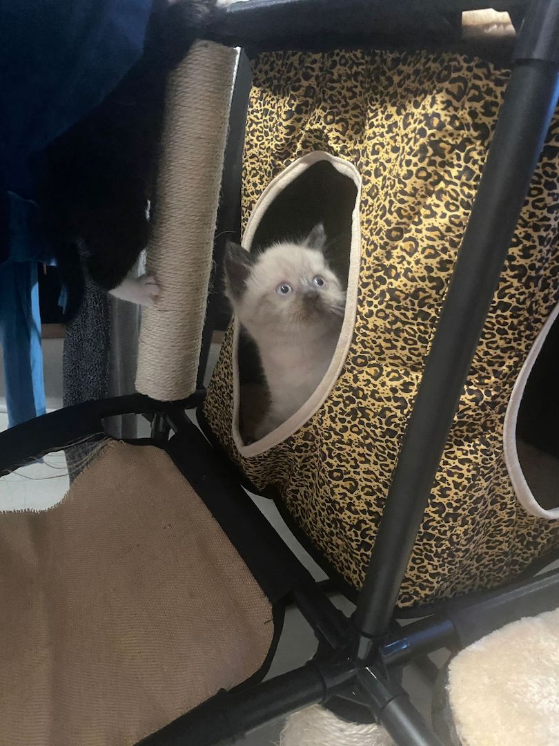 4 BKH Mix Kitten suchen neues Zuhause