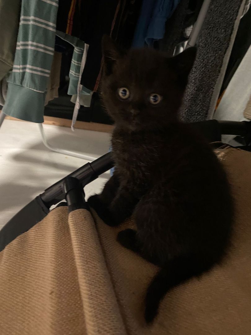 4 BKH Mix Kitten suchen neues Zuhause