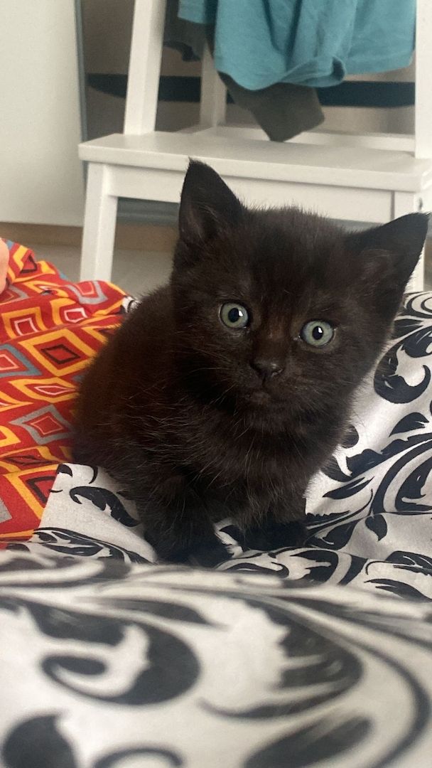 4 BKH Mix Kitten suchen neues Zuhause