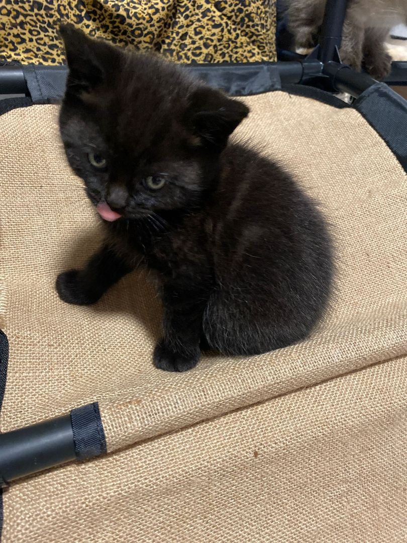 4 BKH Mix Kitten suchen neues Zuhause