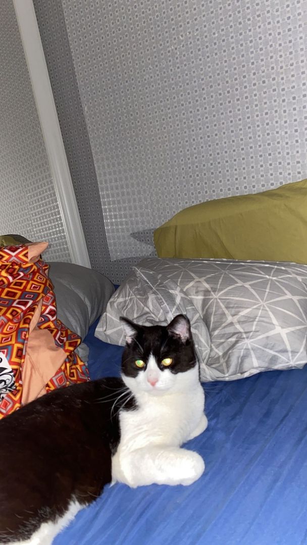 4 BKH Mix Kitten suchen neues Zuhause