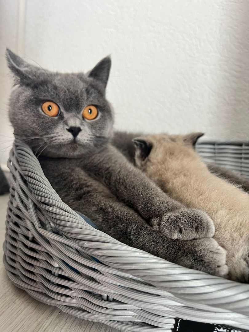 4 BKH Mix Kitten suchen neues Zuhause