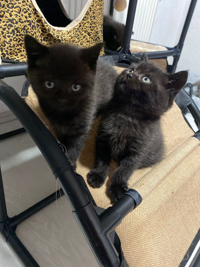 4 BKH Mix Kitten suchen neues Zuhause