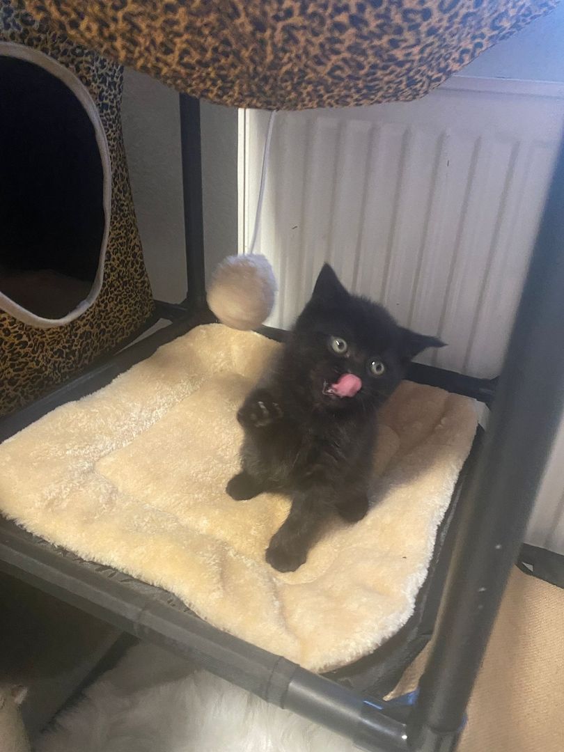 4 BKH Mix Kitten suchen neues Zuhause