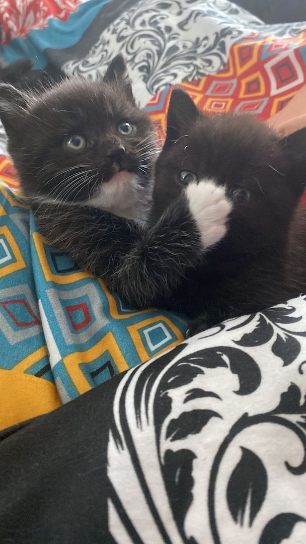 4 BKH Mix Kitten suchen neues Zuhause