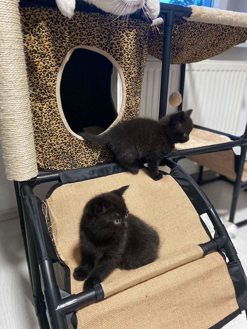 4 BKH Mix Kitten suchen neues Zuhause