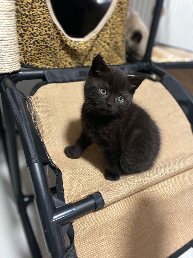 4 BKH Mix Kitten suchen neues Zuhause