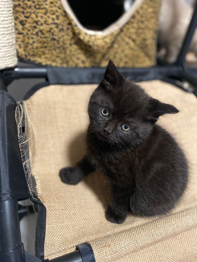 4 BKH Mix Kitten suchen neues Zuhause