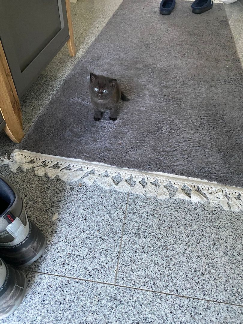 4 BKH Mix Kitten suchen neues Zuhause