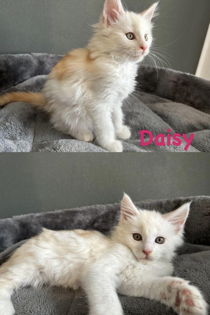 Maine Coon Kitten Reinrassig mit Stammbaum