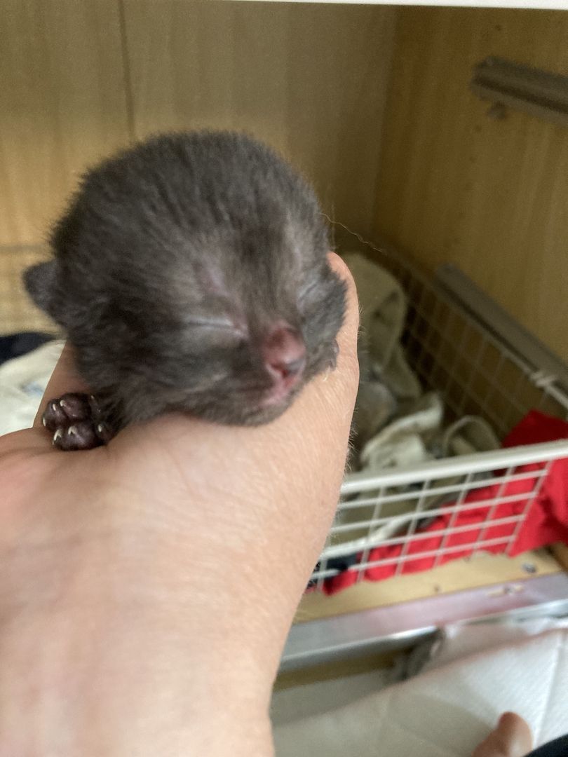 Bkh Kitten Britisch Kurzhaar