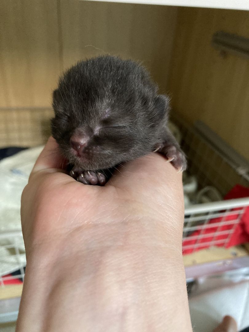 Bkh Kitten Britisch Kurzhaar