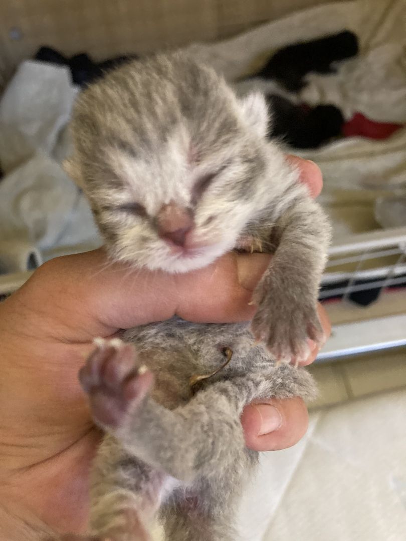 Bkh Kitten Britisch Kurzhaar