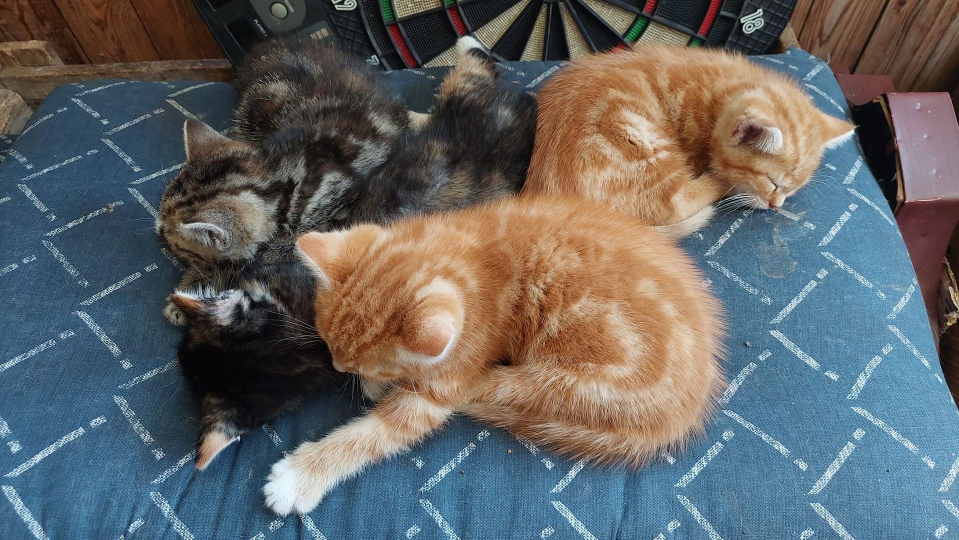 4 Katzenbabys abzugeben
