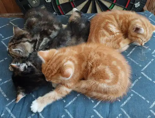 4 Katzenbabys abzugeben