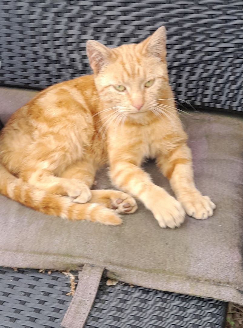 2 rote Kater 1 Jahr alt