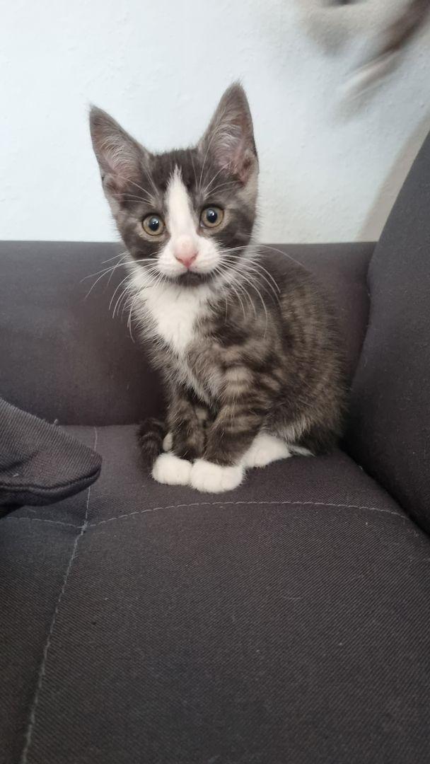 Russisch Blau mix/BkhMix Kitten