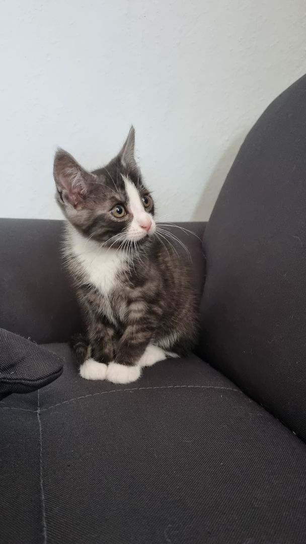 Russisch Blau mix/BkhMix Kitten