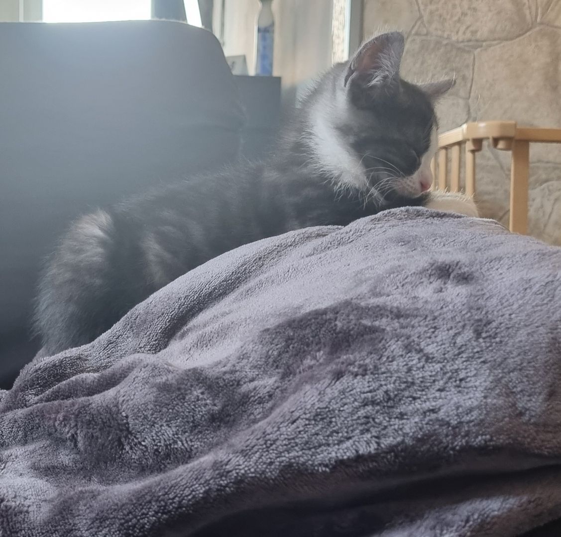 Russisch Blau mix/BkhMix Kitten