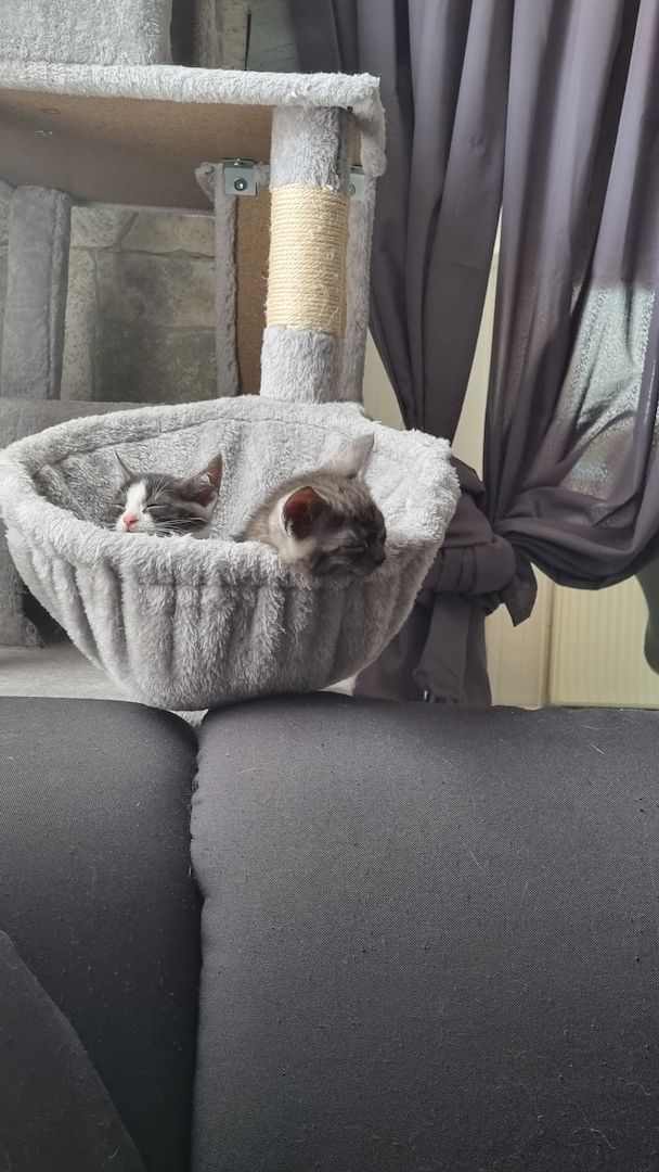 Russisch Blau mix/BkhMix Kitten