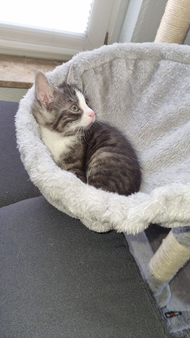 Russisch Blau mix/BkhMix Kitten