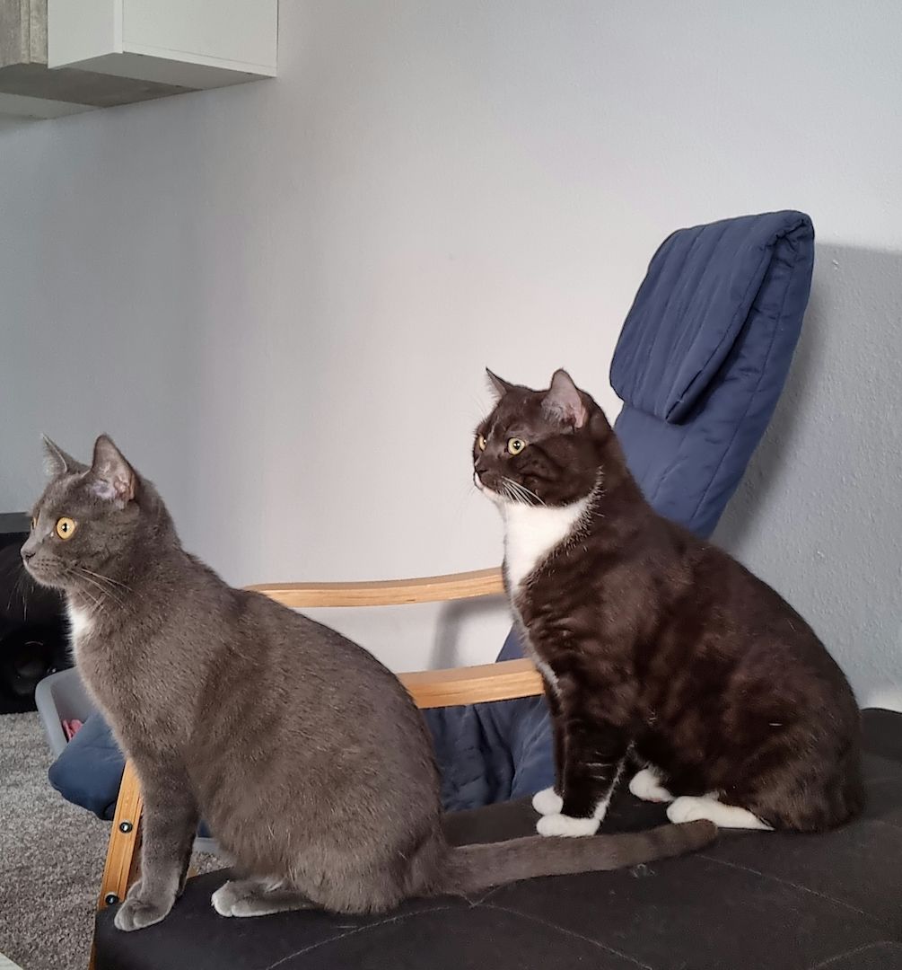 Russisch Blau mix/BkhMix Kitten