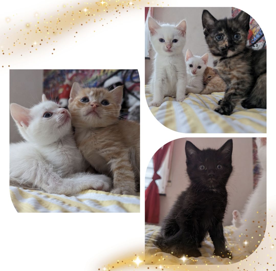 Kartäuser-Siam Edelmix Kitten geimpft