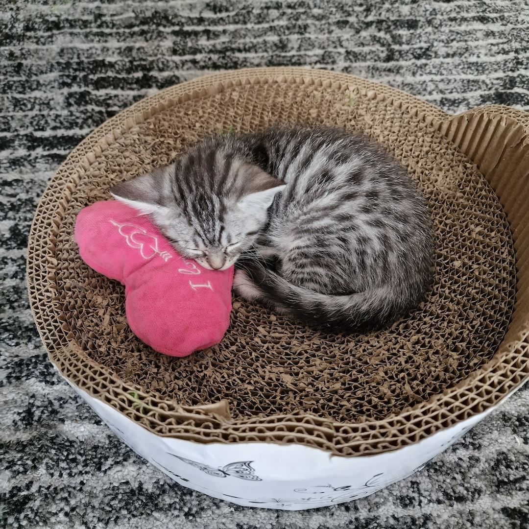 Kätzchen ab 26.06.2023 zu verkaufen für 400 Euro.