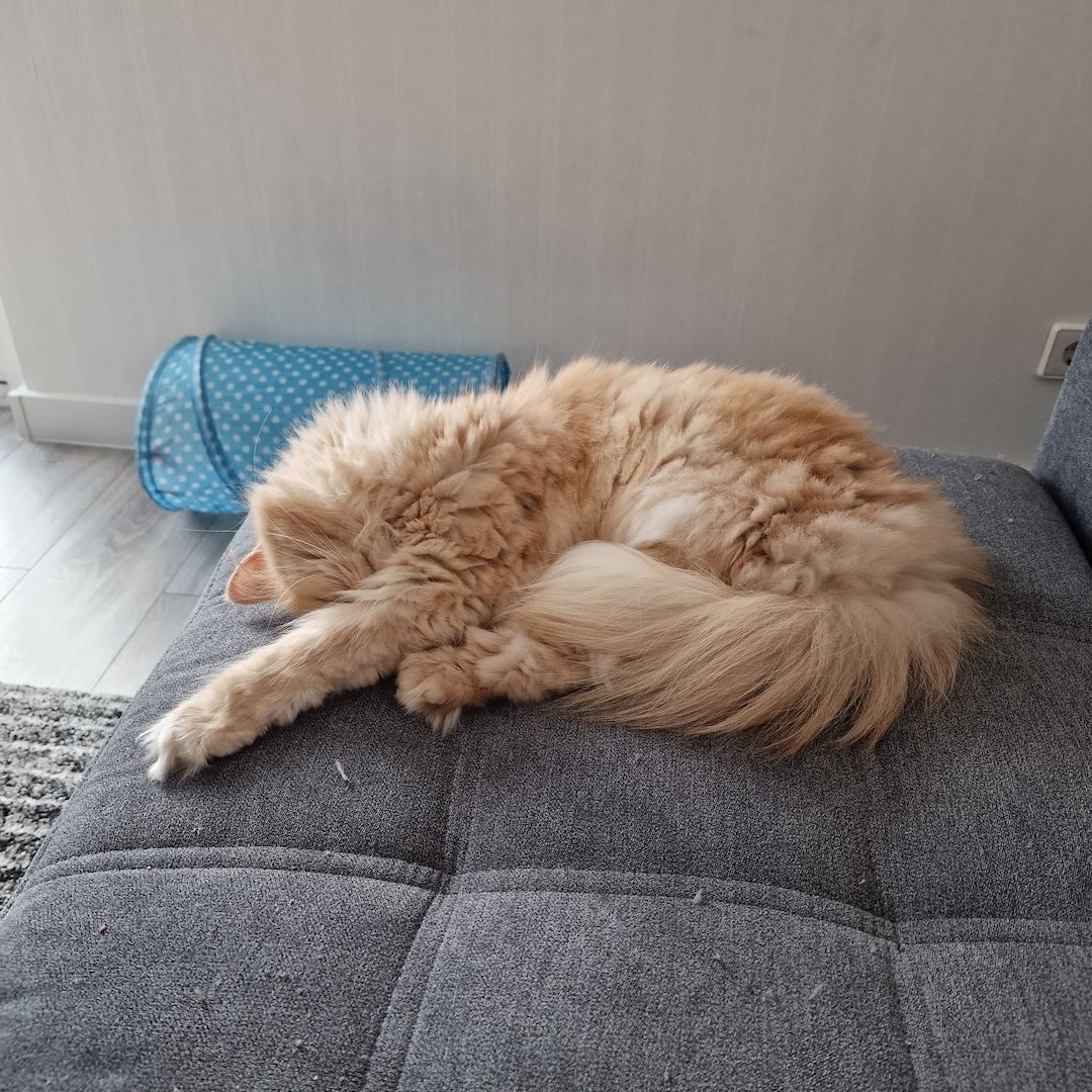 Kätzchen ab 26.06.2023 zu verkaufen für 400 Euro.