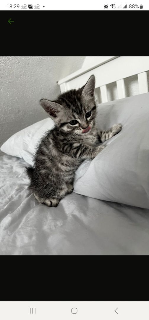 Kätzchen ab 26.06.2023 zu verkaufen für 400 Euro.