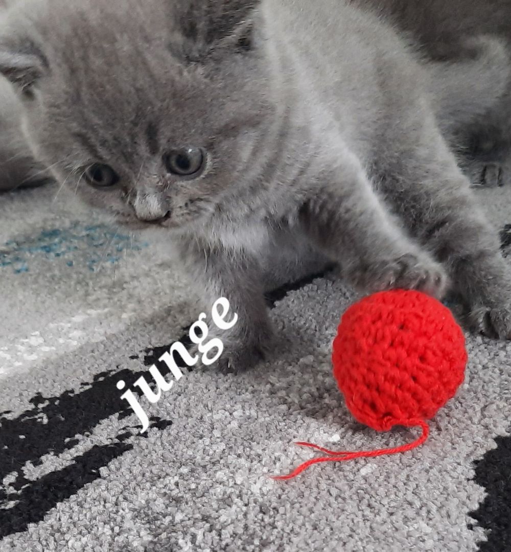 Reinrassige Britisch Kurzhaar Katzenbaby