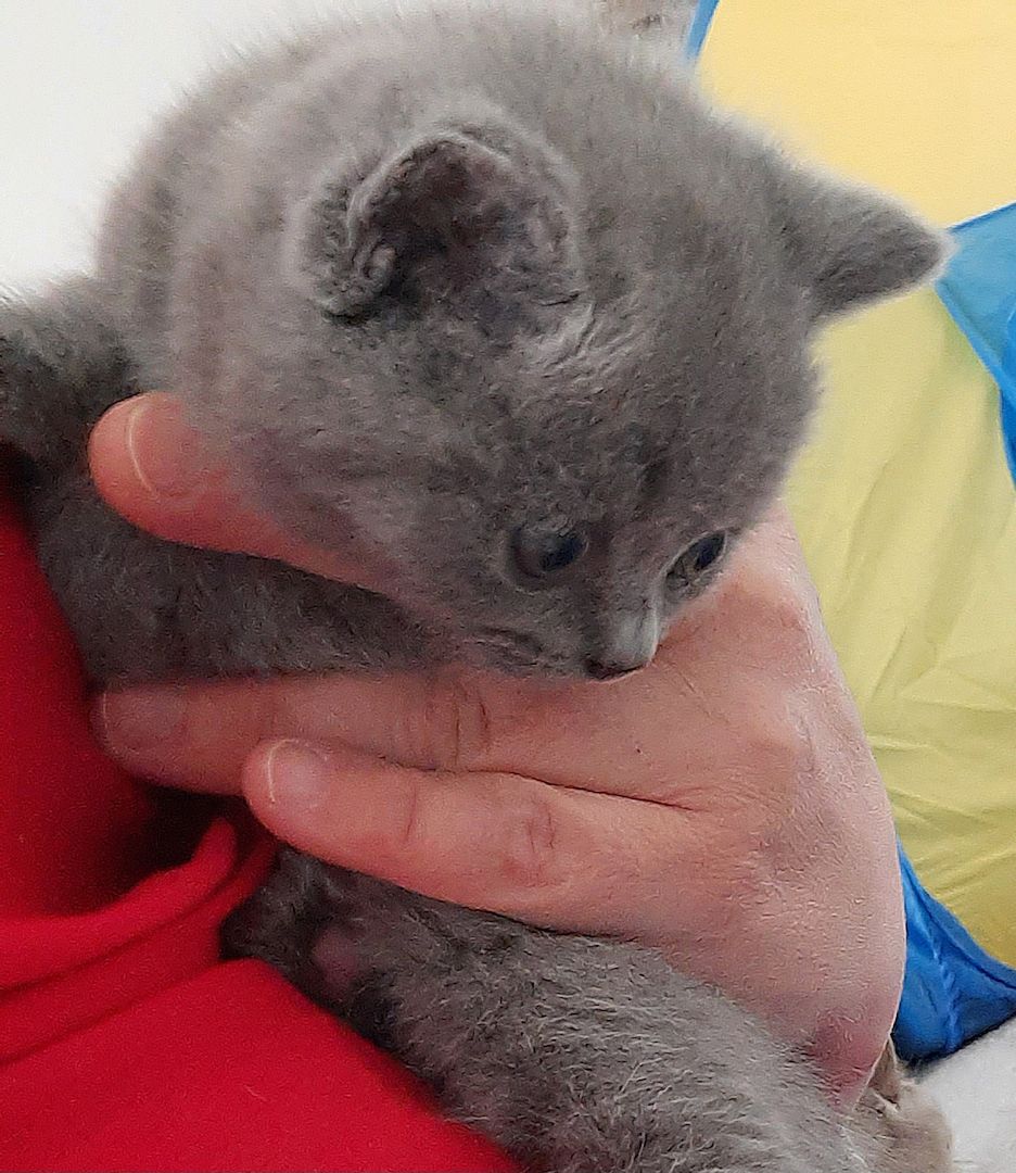 Reinrassige Britisch Kurzhaar Katzenbaby