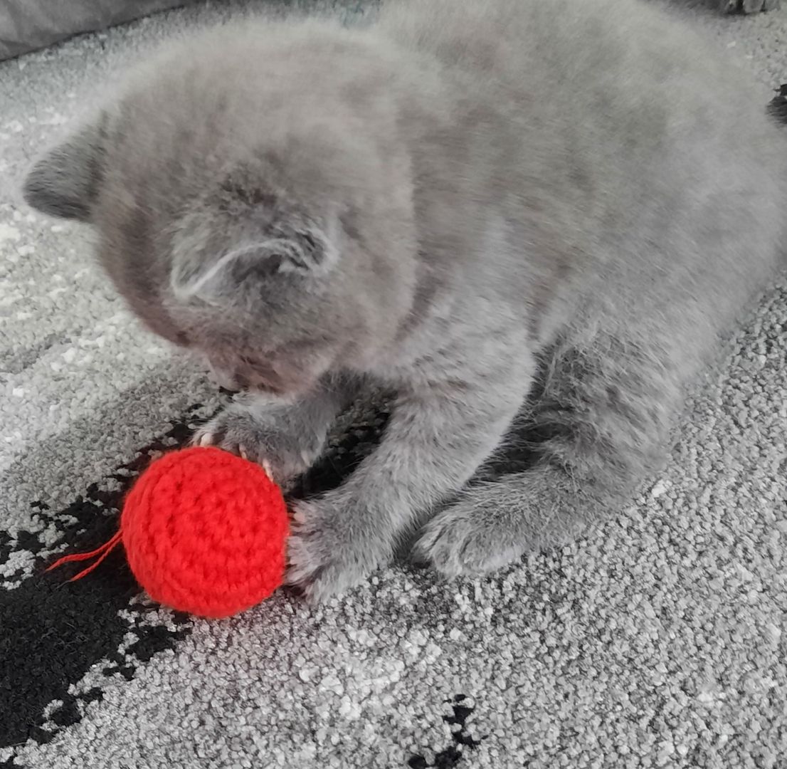 Reinrassige Britisch Kurzhaar Katzenbaby