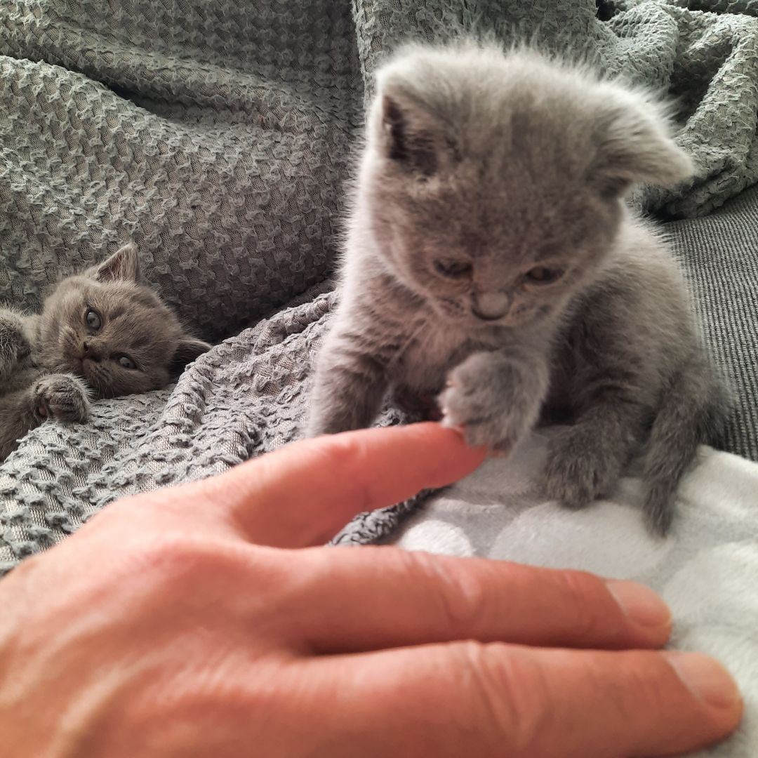 Reinrassige Britisch Kurzhaar Katzenbaby