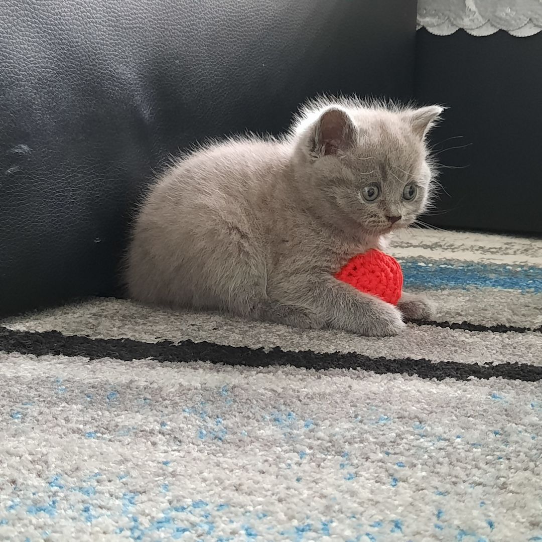 Reinrassige Britisch Kurzhaar Katzenbaby