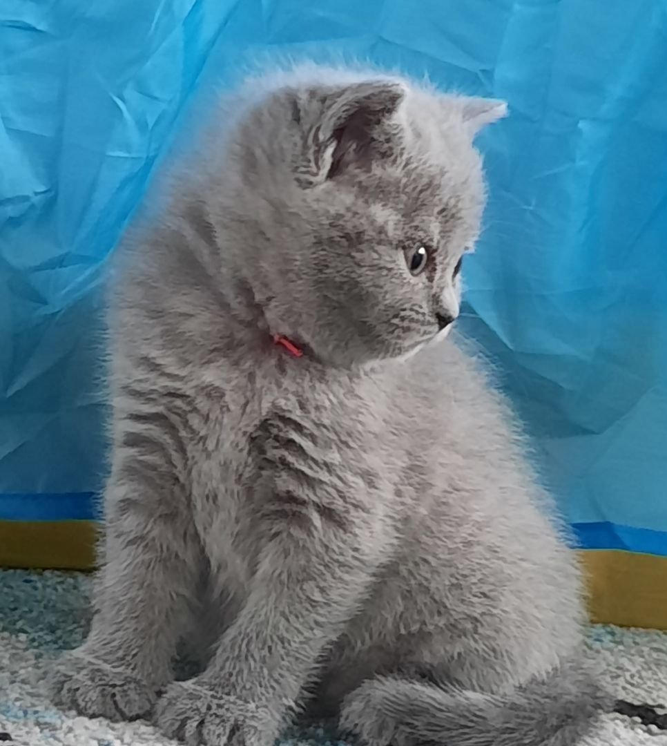 Reinrassige Britisch Kurzhaar Katzenbaby