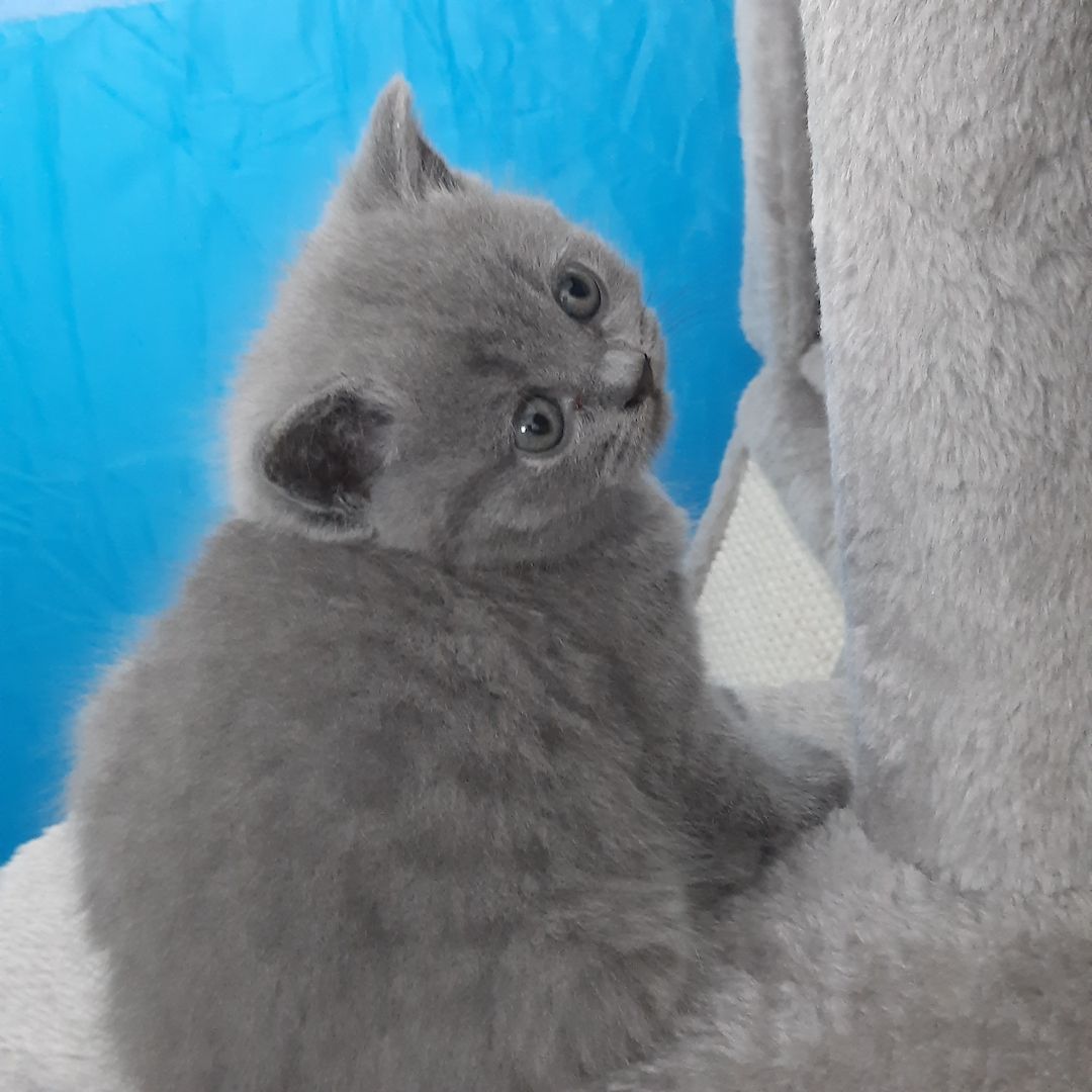 Reinrassige Britisch Kurzhaar Katzenbaby