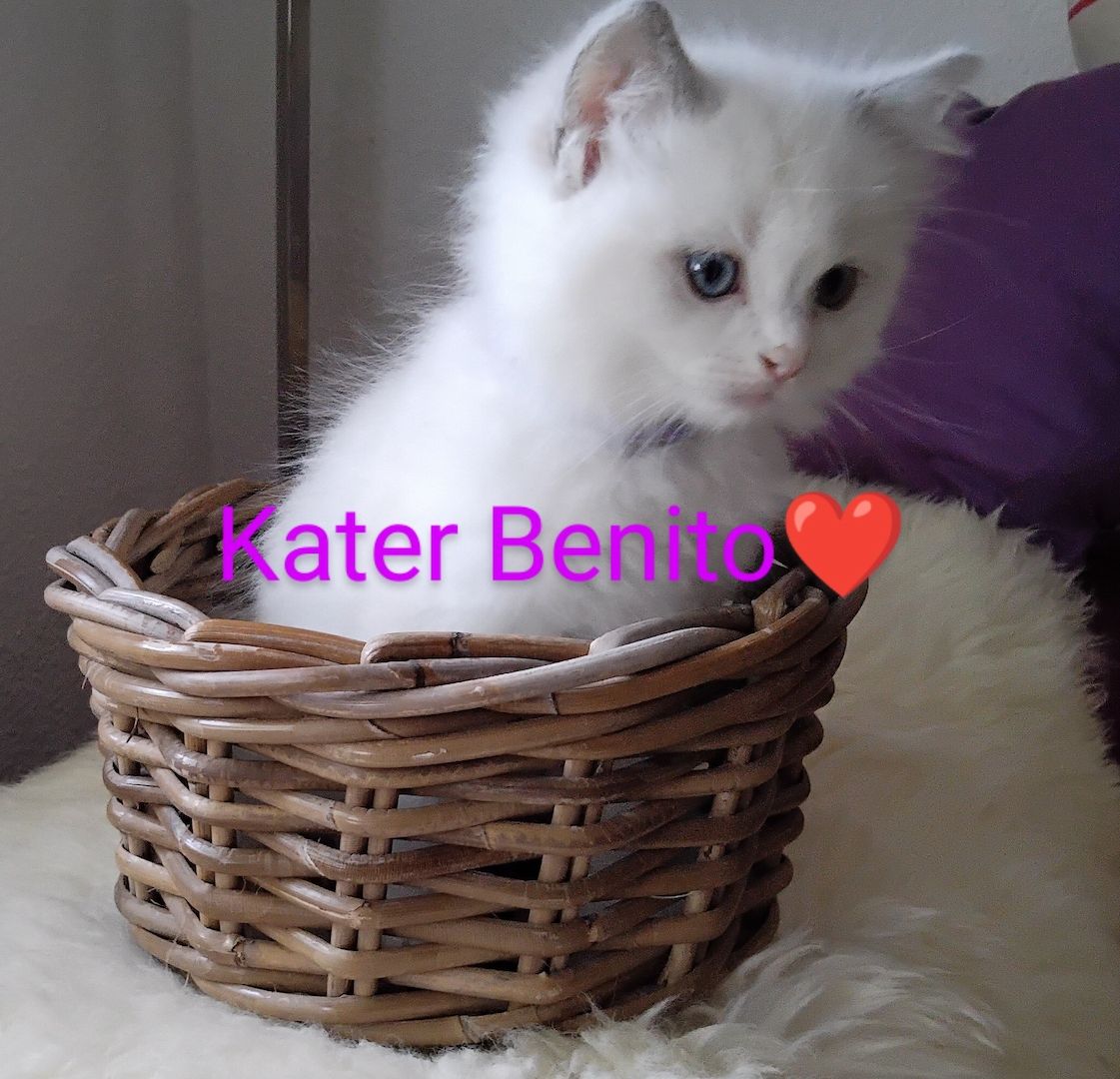 Ragdoll kitten mit Stammbaum