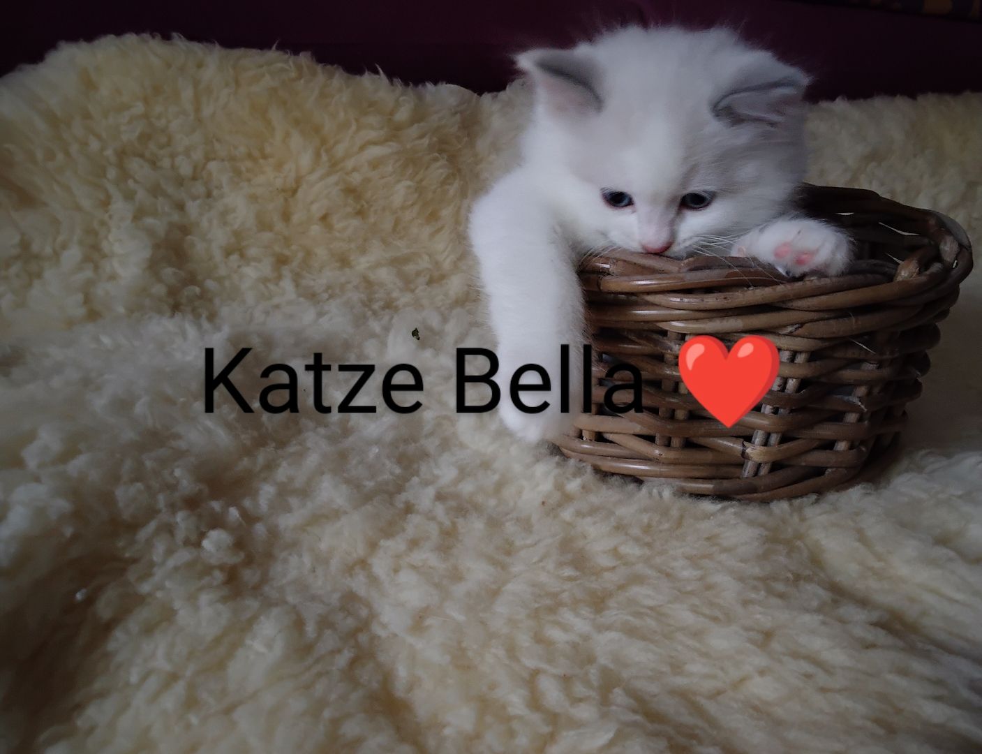 Ragdoll kitten mit Stammbaum