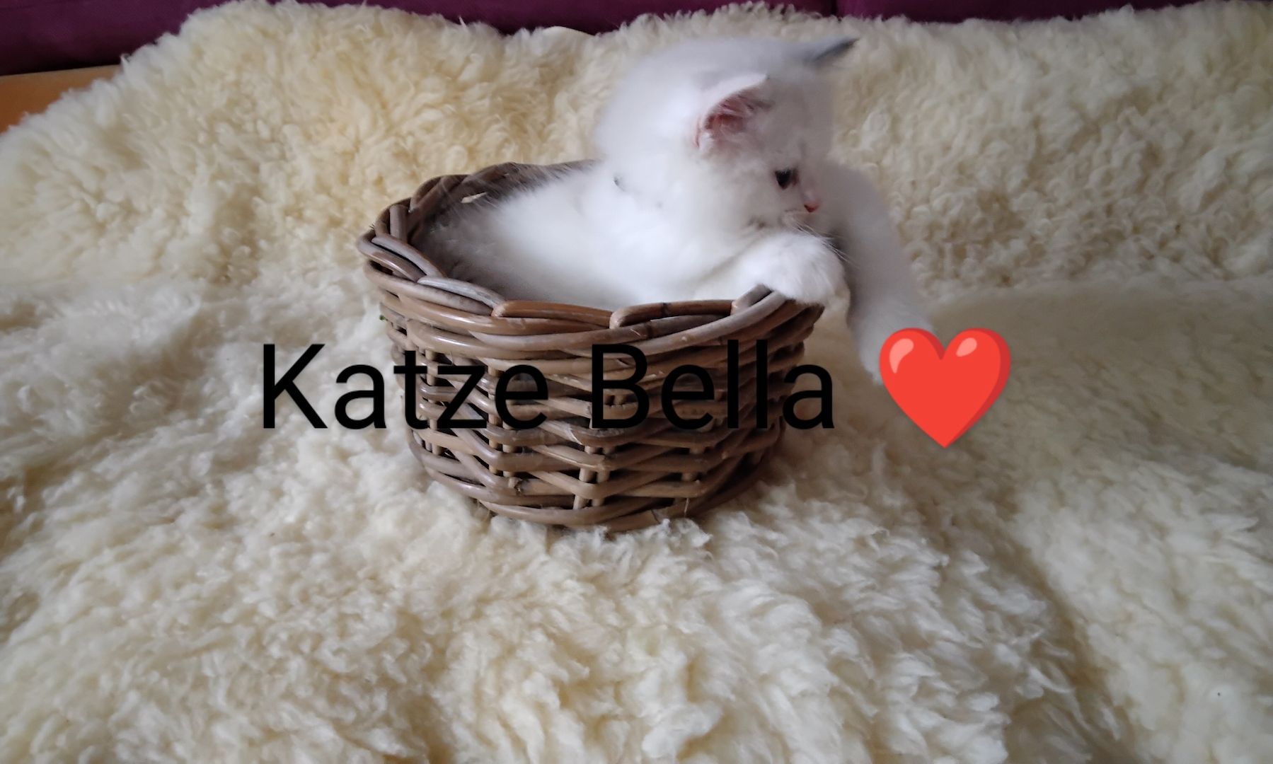 Ragdoll kitten mit Stammbaum