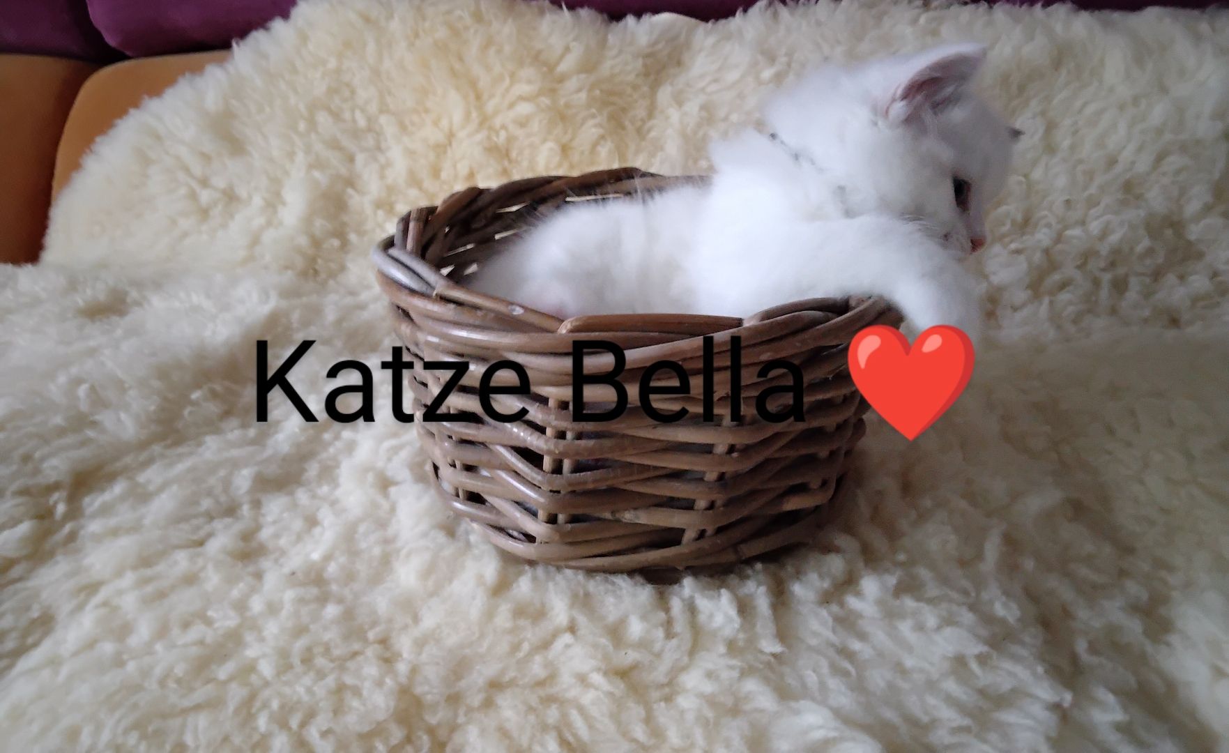 Ragdoll kitten mit Stammbaum
