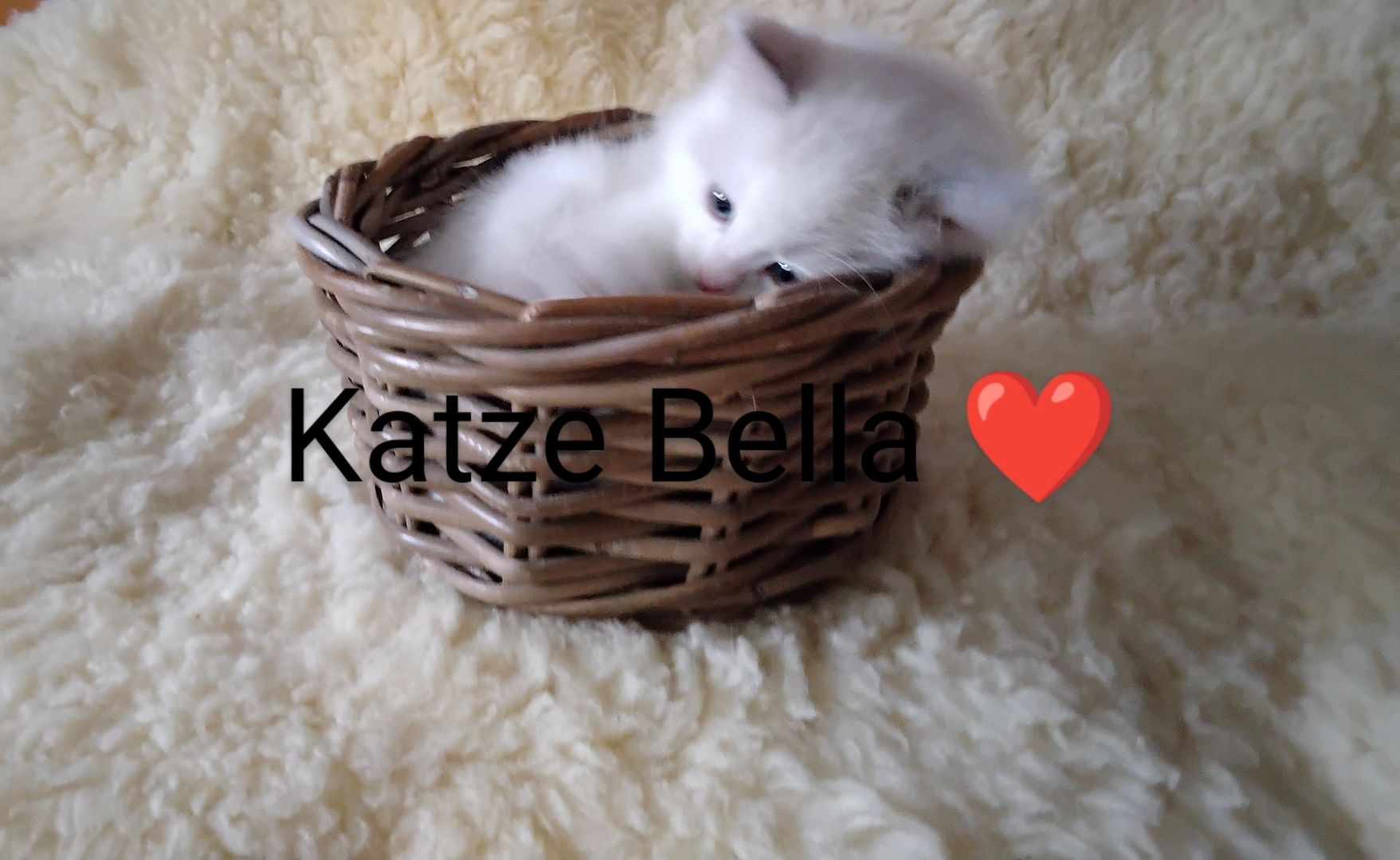 Ragdoll kitten mit Stammbaum