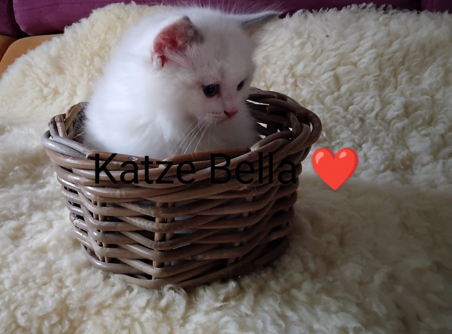 Ragdoll kitten mit Stammbaum