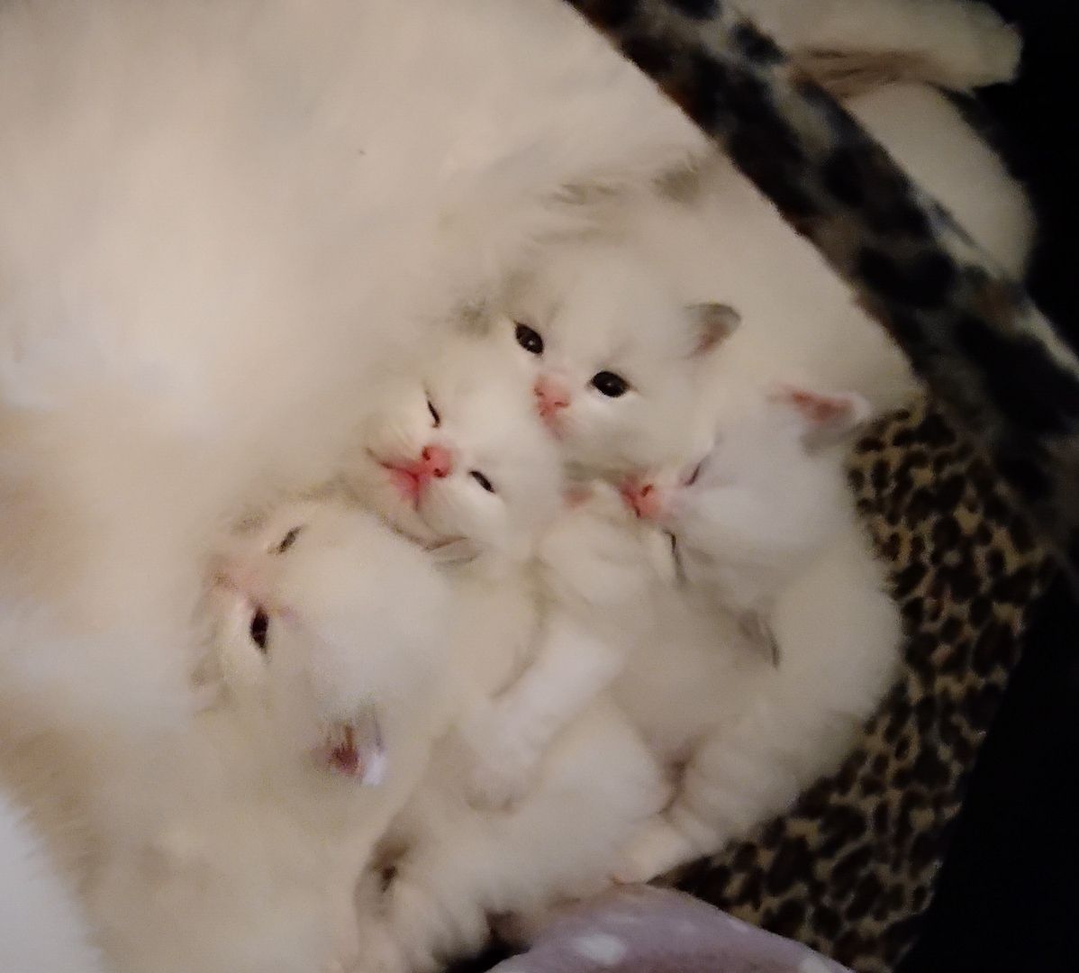 Ragdoll kitten mit Stammbaum