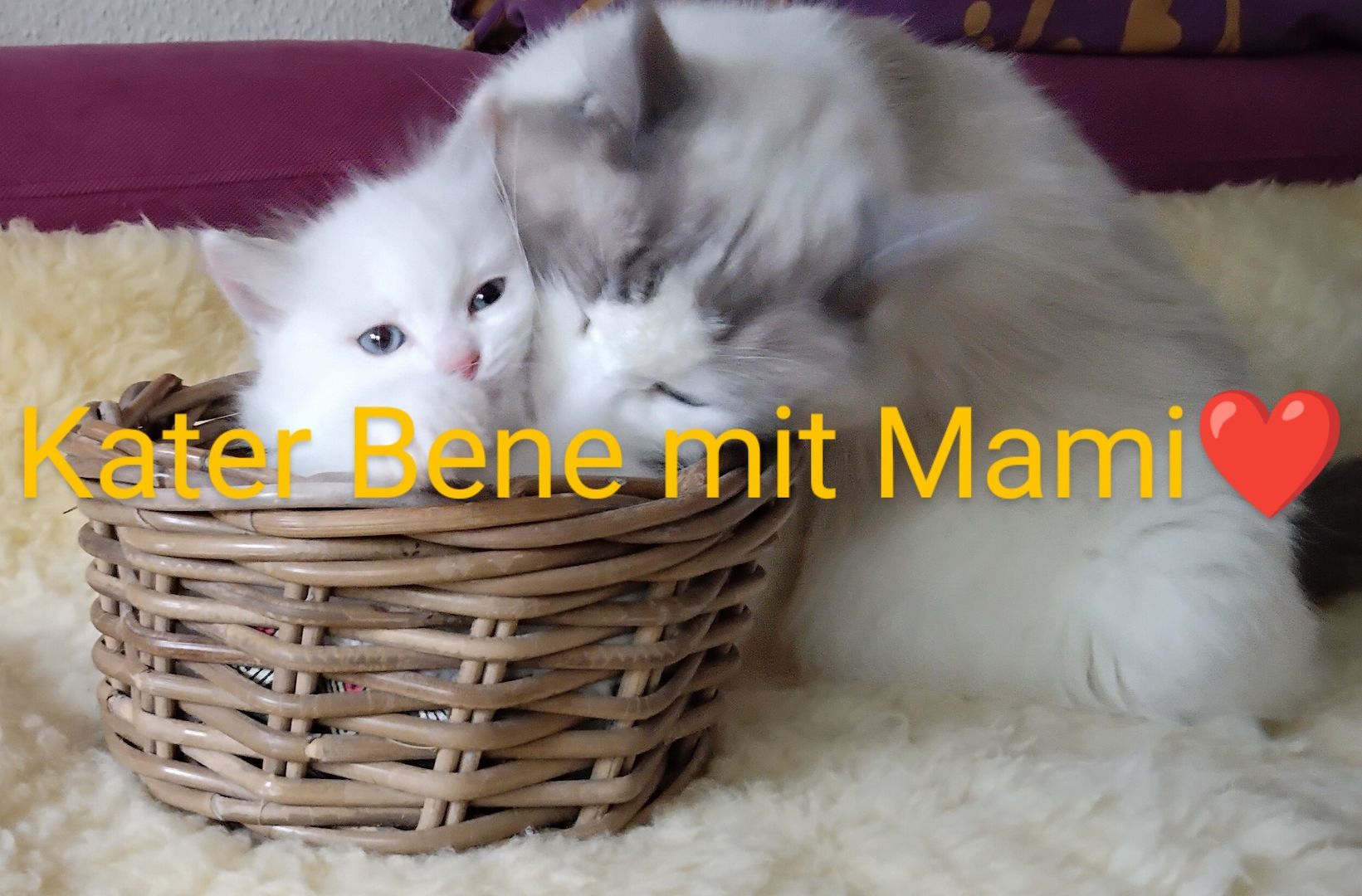 Ragdoll kitten mit Stammbaum